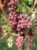 Click for 2 image(s) for this accession. Fruit